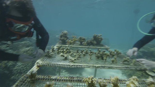 An underwater shot of divers researching on coral reefs.