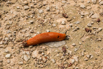 Big orange snail on stony ground in the forest