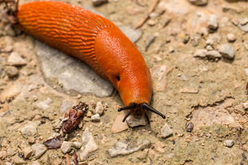 Big orange snail on stony ground in the forest