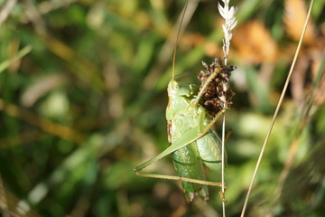 Grashüpfer