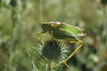 Grashüpfer