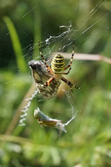 Spinne