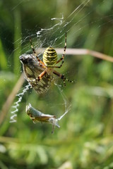Spinne