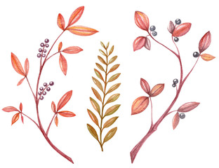 watercolor set with autumn branch, yellow leaves and berries isolated