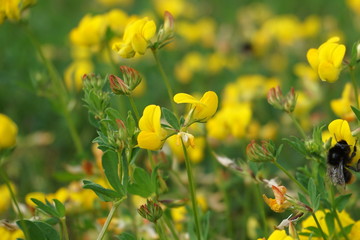 Obraz premium Blumen