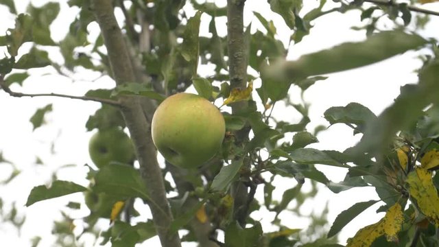 Apple hanging on a branch