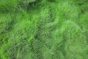 Close-up image of green grass