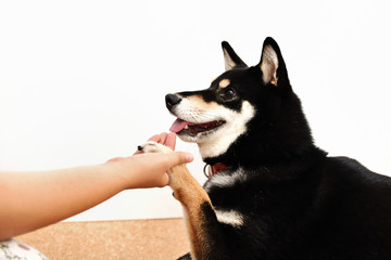黒い柴犬
