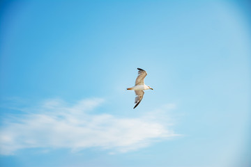 Fototapeta premium seagull flying in the sky