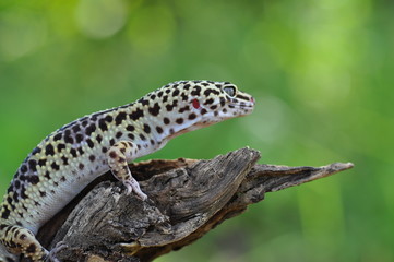 gecko