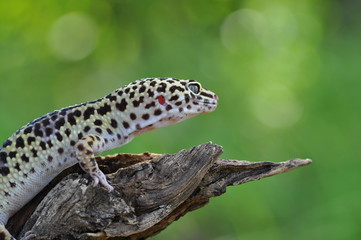 gecko
