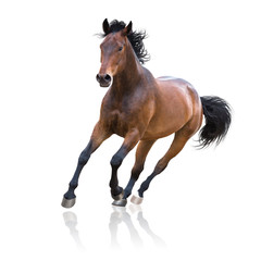 Bay horse runs isolated on the white background - 217287963