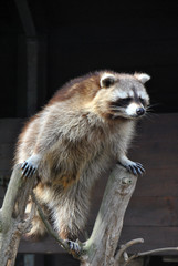 Cute, furry racoon standing funnily between two branches looking around