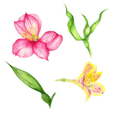 watercolor illustration of a pink and yellow alstroemeria with leaves and bud