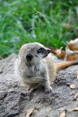 Adorable baby meerkat sitting on a rock and looking around