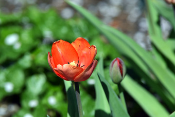 Red tulip blooming in the spring sunshine while next to it another bud is still waiting to open