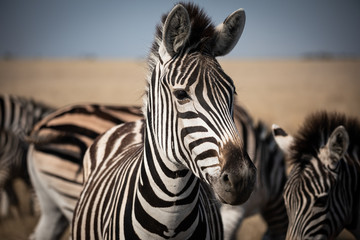 Fototapeta na wymiar Zebra at national park