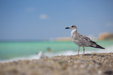 Fototapeta na wymiar albatross on the sea background