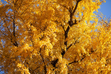 秋模様・色づくイチョウ３０