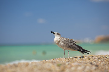 albatross on the sea background