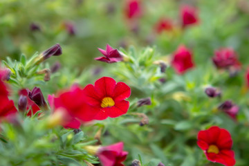 rote Blüte