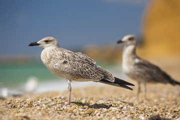 albatross on the sea background