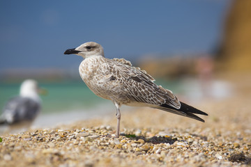 albatross on the sea background