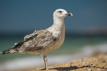 albatross on the sea background