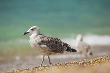 albatross on the sea background