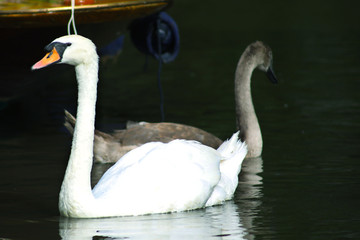 Swan and Signet