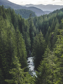 Washington Forest Valley River Landscape Portrait