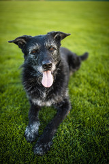Portrait of a black dog resting after running fast outdoors, shallow DOF, sharp focus