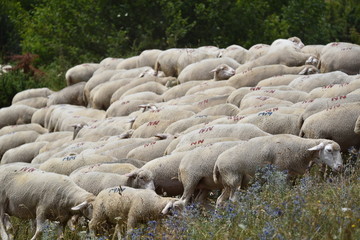 Fototapeta premium Flock of sheep grazing on a meadow