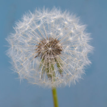 Close up of a dandelion seed head