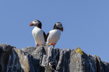 Puffins on cliffs at The Farne Islands, Northumberland, UK
