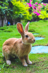 Easter cute rabbit sitting on grass
