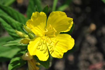Oenothera biennis (common evening-primrose, evening star, sun drop) yellow blooming flower, top view, soft blurry ground background