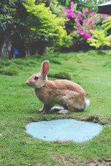 rabbit in the grass