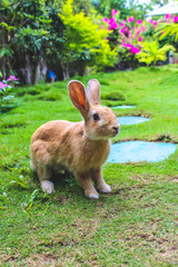 white rabbit in the grass