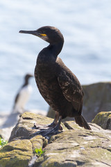 A Cormorant at the Farne Isalnds, Northumberland, UK