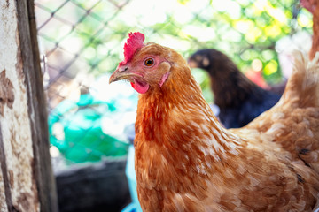 Chickens on the farm. Toned, style, color photo.