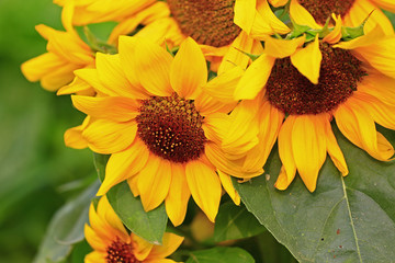 Sunflower grow in the wild