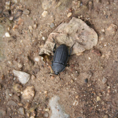 Black insect on the ground. Anisorhynchus monachus