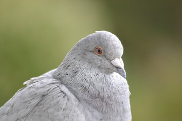 Taube