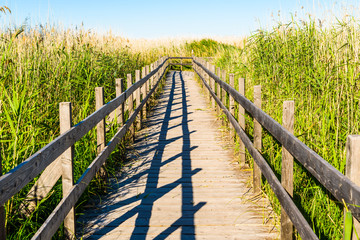 Straight wooden trail through reed. Location lake Takern in Sweden.