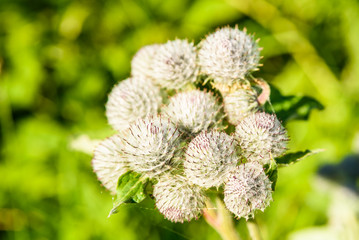 Close up of woolly burdock (Arctium tomentosum), also known as downy burdock.