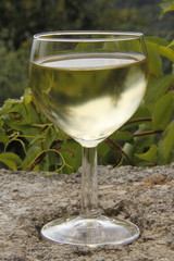 Verre de vin blanc devant une vigne