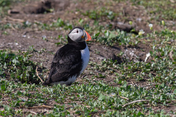 Puffin on the Farne Islands, Northumberland