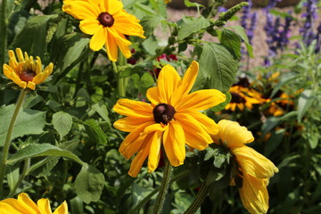 Fototapeta premium Beautiful yellow flowers in the garden / Echinacea