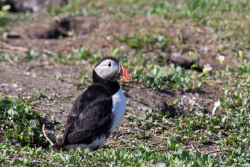 Puffin on Inner Farne, Northumberland